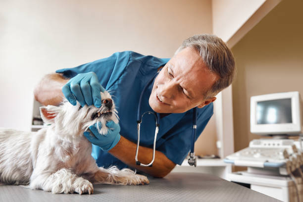 Best Broken or Cracked Tooth Emergency Dentist in Vaiden, MS